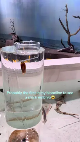 @South Carolina Aquarium 🐡🦈🪸🪼🐚🛥️🐋🦪🌊 #sharktank #wildliferescue #socool #babyshark #embryo 