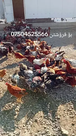 کەڵەشێری یرانی کەشاوەز بۆ فرۆشتن#mrishk#foryou