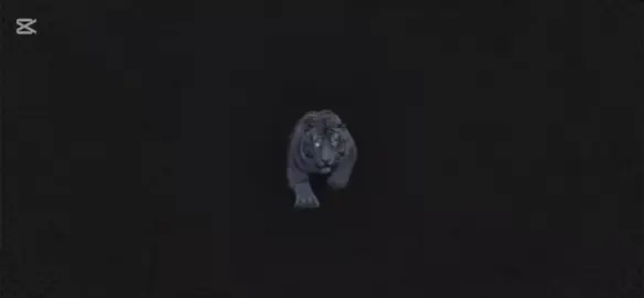 LONE WOLF #caribbeantiktokeurs🇭🇹🇬🇾🇹🇹🇸🇷🇯🇲 #gamerentiktok #freefire_lover #creatorsearchinsights #freefire 