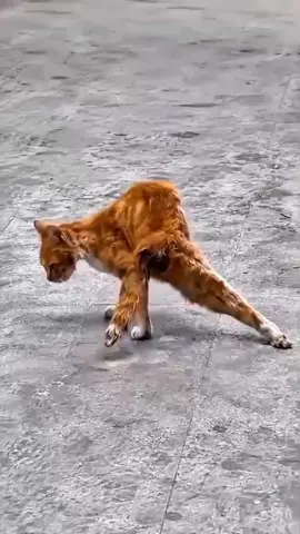poor kitty #cat #poorkitty #emotionalvideo #disablecat