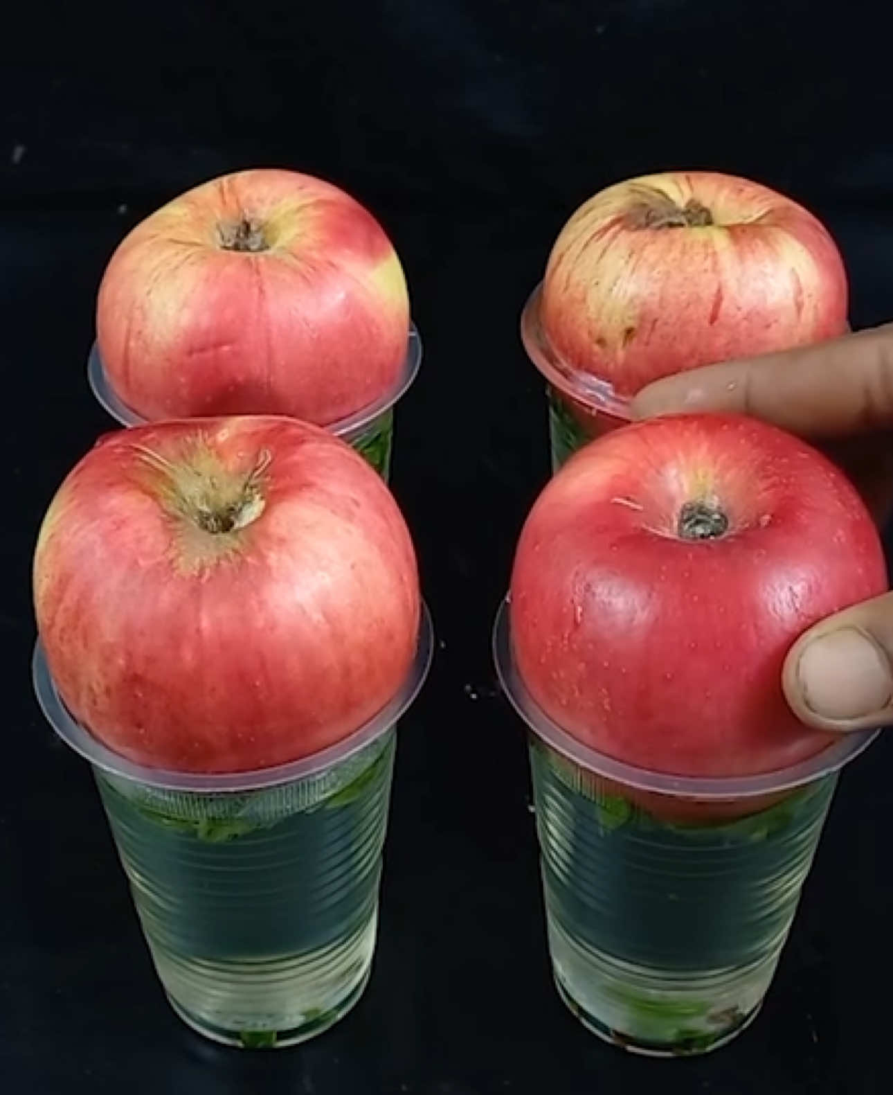 How to grow Apple? 🍏🍎 #apple #garden #farm #inthegarden #farmlife @TikTok @TikTok Deutschland @TikTok Brasil @TikTok France @TikTok Canada 