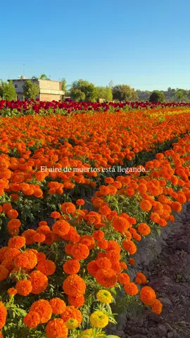 TOUR a este campo de cempasúchil en Oaxaca, tour de leyendas, tour de panteones , pueden preguntarnos 🌼 Ya se siente el aire de muertos en México… En Oaxaca comienzan a florecer los campos de cempasúchil y con ellos llegan sesiones de fotos, mercados, altares, comparsas, muerteadas y visitas a panteones. 🕯️ Una temporada para recordar, celebrar y mantener vivas nuestras tradiciones. ¿Vas a vivir el Día de Muertos en Oaxaca? 🧡 #Oaxaca #DíaDeMuertos #Cempasúchil #México #DayOfTheDead 