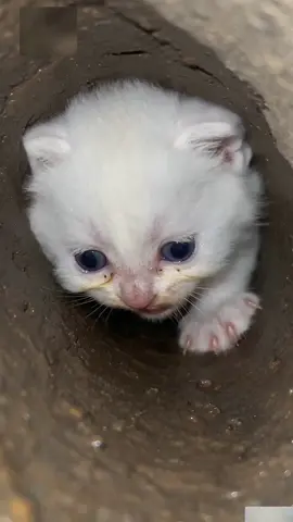 poor kitty is crying for help 🥺🥺🥺