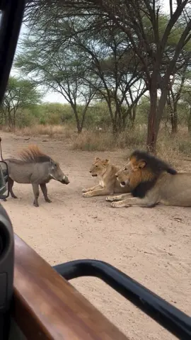 Boar Sneaks Up and Scares 2 Sleeping Lions Awake Then Escapes 😂
 
 
 This cocky boar tiptoes up to three snoozing lions, blasts them awake with one explosive scare, then dodges their lunge and outruns the whole pride while they skid to a stop in disbelief 🤣 Boar vs lion comedy.
 
 #boar #boarvslion #lion #funnyanimals #wildlife
 
 
 boar vs lion, funny boar, boar escapes lions, boar scares lions, boar wakes sleeping lions, lion chase fail, funny wild animals, bore vs lion