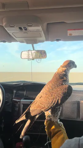 #حر #اكسبلور 