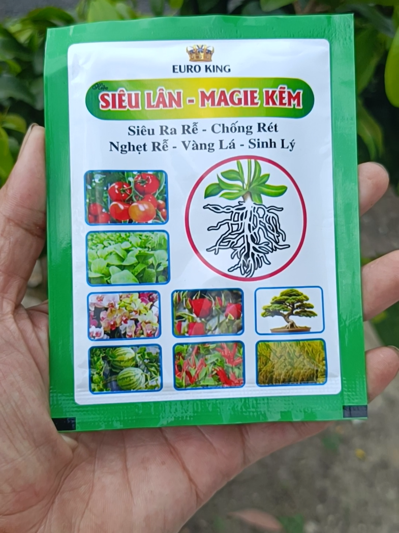 siêu lân MAGIE KẼM raremanh cho bà con mình đây #sieulanmagiekem #rarecucmanh #vuonnha #nongnghiep #xuhuongtiktok 
