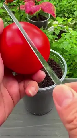 home gardening tips an tricks how to grow tomatoes in home garden Slice & Plant Hack #planting #fyp #gardening #gardeningtips #agriculture 