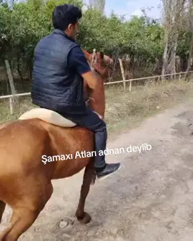 Şamaxı atları Adnan deylib #Şamaxi 