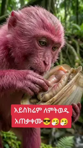 #ኢትዮጵያ_ለዘለዓለም_ትኑር🇪🇹 