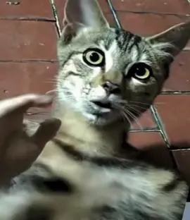 #canto #naturaleza #silbar #gato 