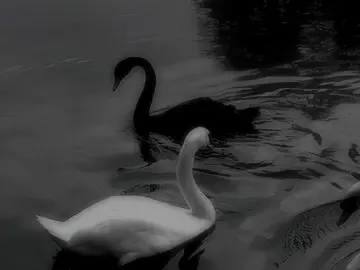 Acc🦢#im_x_editor #active #fyb #mohsenchavoshi #im_ravo✅ @TikTok 