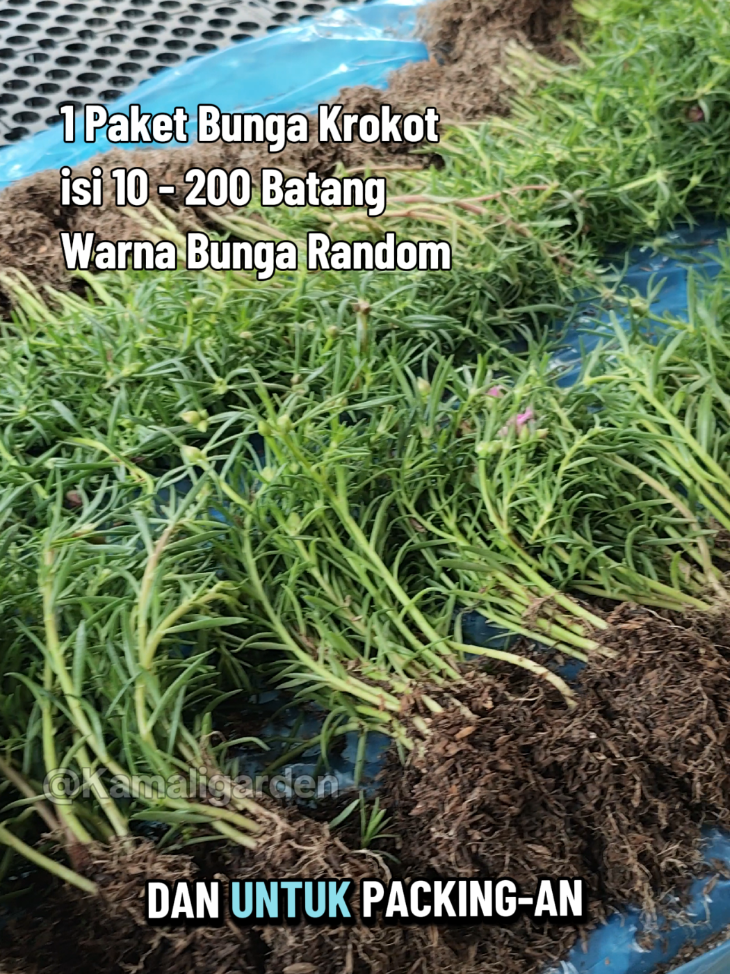 Untuk Bunga Krokot yang kami kirimkan sudah berakar yah guys, isinya bnyak loh dari dari 10-200 Batang, dan yang kami kirimkan warna bunganya random yah.  #krokot #sutrabombay #portulaca #bungakrokot #kamaligarden 