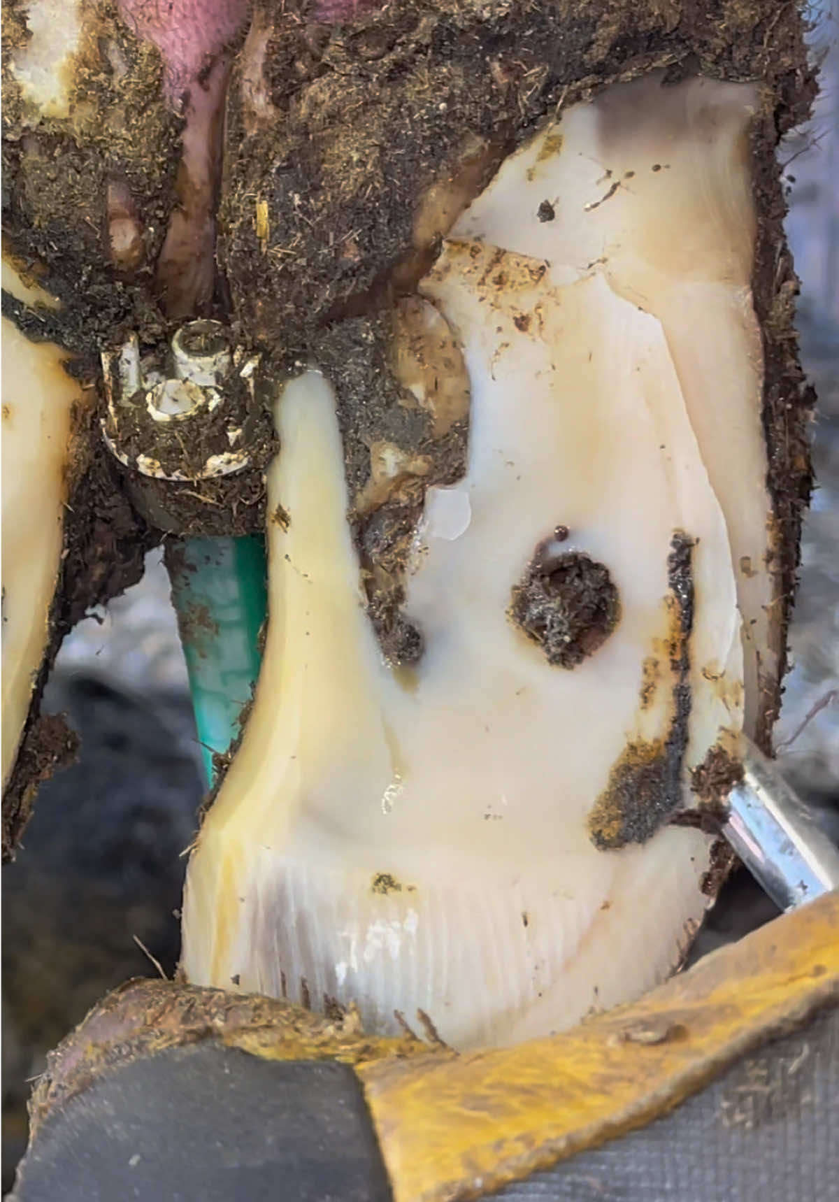 It was emitting quite the aroma…. #natethehoofguy #hooftrimming #hoofcleaning #satisfyingvideo #fyp 