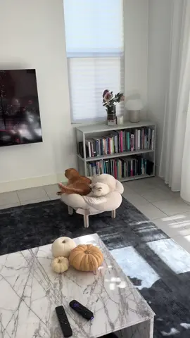 Does not like to share the coveted pet bed. This one is both of their favorites. 😂😂😂#ScottishFold #scottishfoldcat #CatsOfTikTok 