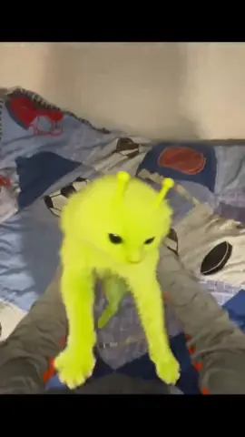 He feels like a living plush #aliencat #glorp #kitty #catmemes #cat