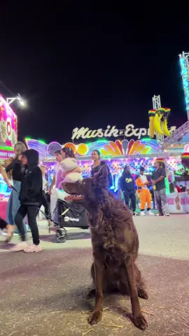 Night out at the fair🎡🎠💃 #Carolineclassicfair #servicedog #chacha #fair 