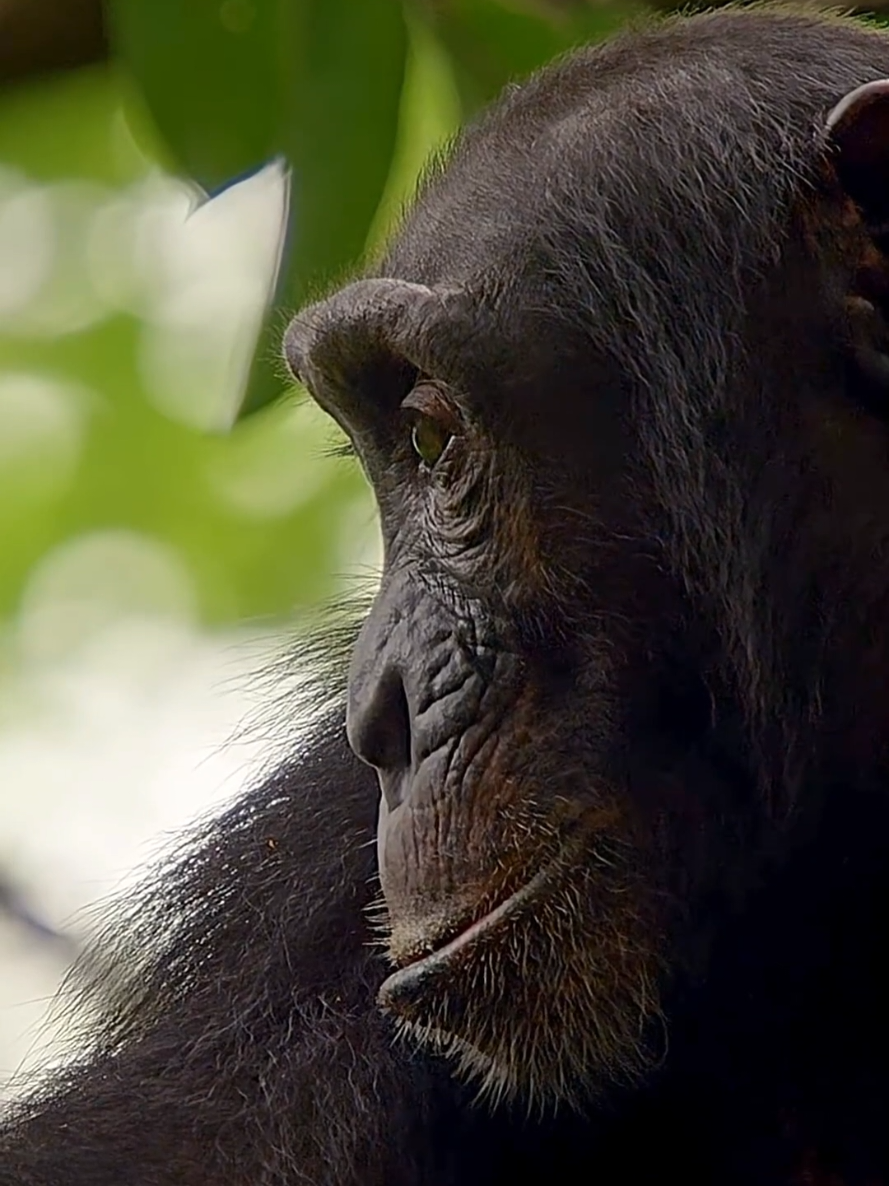 #Chimpanzee #Wildlife #AnimalKingdom #NatureDocumentary #WildlifeShorts