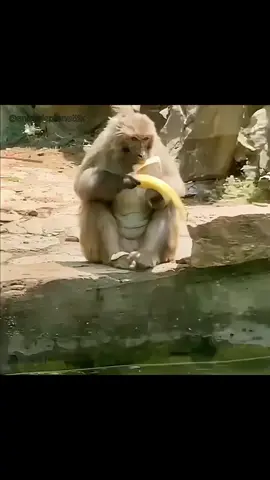 #monkey #funny #animals #fyp 