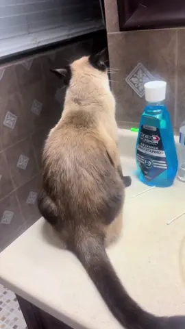 Cat with attitude #funnycat#catsoftiktok #cats #catlover #funnyvideo 