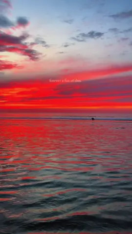 Seagull was a paid actor  #sunrise #aesthetic #goldenhour #peaceful #beachvibes 