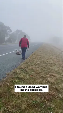 I found a dead wombat by the roadside and then…#rescue #animals #fyp #wombat 