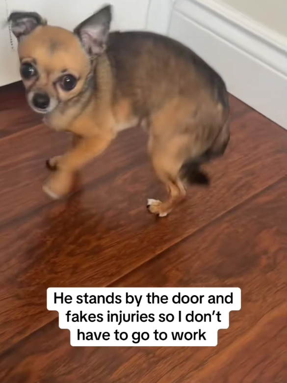 dramatic dogs #dogs #dogsfunnyvideo #dogsoftiktok #funnydogs #dogsoftiktokviral 