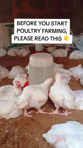 BEFORE YOU START POULTRY FARMING, PLEASE READ THIS 👇 Are you planning to venture into poultry farming? Here are 10 important things you need to know before investing your money. 👇 1️⃣ Have a business plan: Know the number of birds you want to raise, your budget, and your target market. 2️⃣ Start small and learn: Don't rush to raise thousands of birds when you are still learning. Start with what you can manage comfortably and expand gradually. 3️⃣ Calculate your costs: Consider the cost of day-old chicks, feed, medication, vaccines, equipment, labour, and other expenses. 4️⃣ Secure a good location: Your poultry house should have proper ventilation, good drainage, enough space, and access to clean water. 5️⃣ Never underestimate feed costs: Feed is one of the biggest expenses in broiler farming. Make sure you can afford to feed your birds properly until they are ready for sale. 6️⃣ Learn proper poultry management: Understand brooding, temperature control, vaccination, disease prevention, litter management, and biosecurity. 7️⃣ Have a reliable source of day-old chicks: Healthy chicks from a reputable hatchery give you a better starting point. 8️⃣ Know your market before stocking: Find out who will buy your birds, the prevailing market prices, and when demand is likely to increase. 9️⃣ Avoid selling on credit: Protect your capital. Customers who delay payment can make it difficult to restock and continue your business. 🔟 Be prepared for challenges: Poultry farming requires patience, daily observation, hard work, and good record-keeping. Never invest money you cannot afford to lose. MY ADVICE: You don't need to start with 500 or 1,000 birds to become a successful poultry farmer. Start with the number you can care for properly, gain experience, keep records, and expand when you are ready. Remember: It's better to raise 50 healthy birds successfully than to raise 500 birds without the resources to care for them. #PoultryFarming #BroilerFarming #PoultryTips #BeginnerFarmers #CHFarm