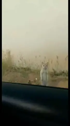 Poor kitty  #poorcat #animals #meow #catvideo #HeartTouching 