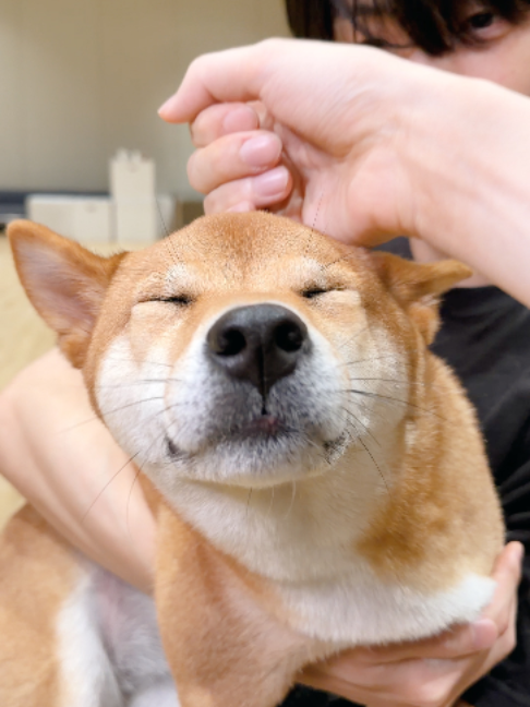 안정형 강아지 토리