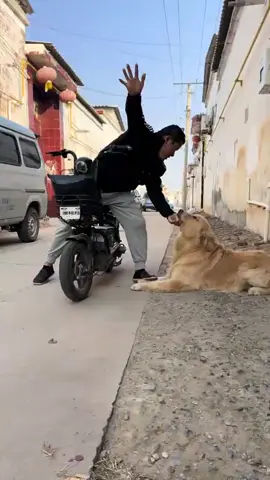 Golden Retriever isn't a pushover 