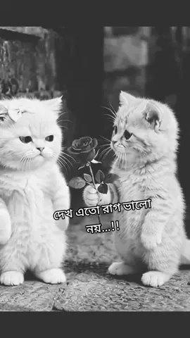 #viraltiktok #fypシ @TikTok for Business @For You House ⍟ @For You #fypシ 