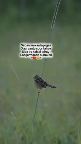 #fypシ #💔😔 