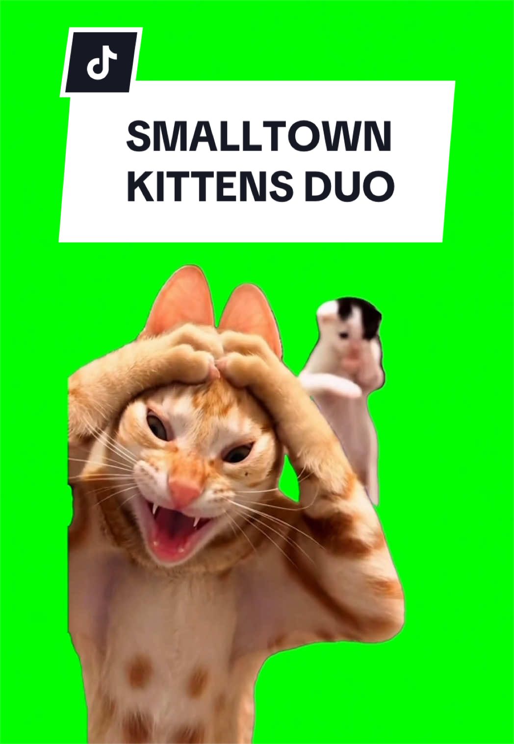 SMALLTOWN CAT DANCE Two cats trom singing and dancing to “Smalltown Boy” by Bronski Beat, turning the classic synth-pop track into a playtul cat pertormance with a surprisingly dramatic flair. The mix of lip-syncing, side-by-side movement, and two expressive cats gives the clip that pertect balance of funny pet energy and retro music-video style. The pairing works especially well because “Smalltown Boy” has such a recognizable sound, so the cats instantly stand out as both a singing cat meme and a dancing cat edit. It feels like the kind of clip people would search tor as tunny cats singing, cat dance meme, Bronski Beat edit, or retro song lip-sync, but it still reads naturally as a cute two-cat performance. #capcut #capcutpioneer #pioneertemplate #catmeme #smalltown 