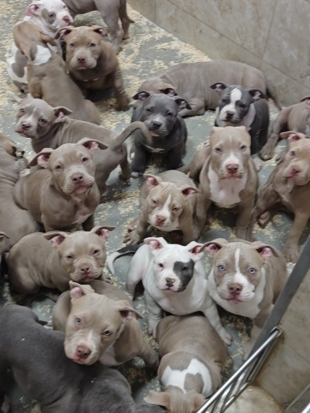 happy puppies american bully bloodline bigdogs Romania kennel Best of the Best in the world 2026