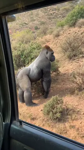 The Gorilla Blocks the Lion From Both Sides! 🦍🔥 Hashtags: #GorillaVsLion #SilverbackGorilla #LionVsGorilla #WildlifeMoments #AnimalBehavior #AfricanWildlife #SafariFootage #WildAnimals #NatureDocumentary #ViralClips