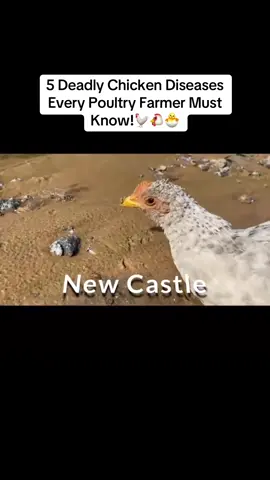 🚨FARMERS ! 5CHICKEN DISEASES YOU MUST KNOW !🐔   Did you know that these five diseases can cause serious losses on your poultry farm? Number 1: Newcastle disease! Watch for breathing problems, greenish diarrhea and twisted necks. Number 2: Infectious bronchitis! Look out for coughing, sneezing and reduced egg production.   Number 3: Marek’s disease! Watch for leg weakness, paralysis and sometimes tumors.   Number 4: Fowl pox! Look for scabs on the comb , wattles and other unfeathered skin.   Number 5: Gumboro disease! This disease attacks the immune system, especially in young chickens.   🐔 Remember: Prevention is better than treatment! Vaccinate according to a proper veterinary plan, keep your poultry house clean, control pests and isolate sick birds while seeking veterinary advice.    🫔QUESTION: Which of these diseases have you experienced on your farm?   ❤️ Like and Share this video with another poultry farmer!   Follow Inaya’s Smart Poultry Farm for more poultry farming tips ☘️🐣  #inayasmartpoultryfarm #chicken #poultryfarmer #foryou #foryourpage 