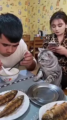 Top 10 most funny moments cats 😹  #fyp #funny #cats #viral #clips 