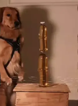 Funny Animals Meme #blowitup #dog #funny #viral 