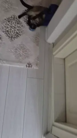 sokaksız evcil kedi