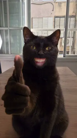 #CapCut #memecat #catmeme 