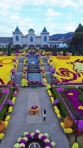 #전북 #임실군  📍주소: 전북 임실군 성수면 도인2길 50 Tham quan cảnh đẹp cùng hoa cúc nở rộ mà không mất phí gì hết tại 임실  #suhuong #thukorea 