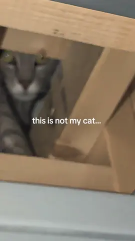 praying I don't get eaten tonight bro 😭✌️  I've genuinely never seen her like this but her jawline thooo... IM GETTING CHILLS DAWG #scared #scary #cat #creepy #fyp 