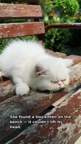 She Found a Helpless Cat Who Couldn’t Even Lift His Head 🥺🐱💔#CatRescue #InjuredCat #AnimalRescue #SaveAnimals #HeartwarmingStory
