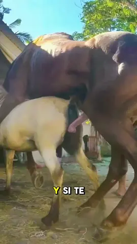 The Horse Breeds Built for War, Speed, and Survival! 🐎🔥 #fyp #breeding 