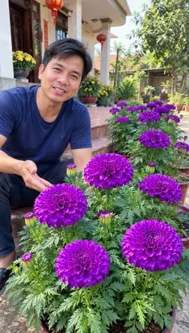 Cuca vạn thọ tím, màu tím đẹp lắm ạ#xuhuong #tronghoa #hoadep #hatgiong 