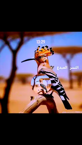 الشيخ الصديق ابو عبعاب