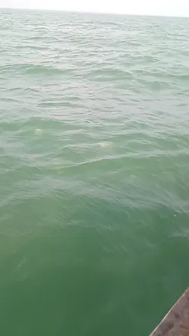 ternyata ini ,ikan bawal berenang 🥰👍