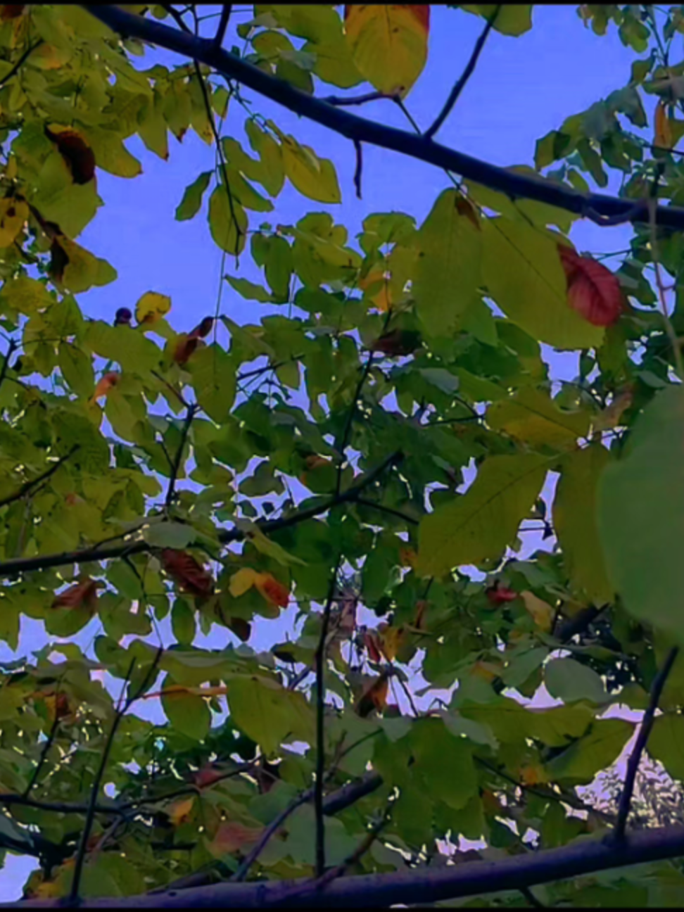 21830 4k.60fps