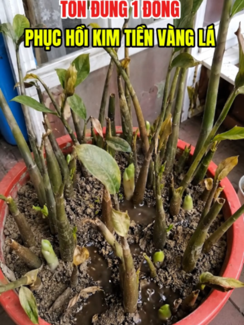 Bột đa năng mầm farm #xuhuong #mamfarm #caycanh #caytrongnha #caykimtien