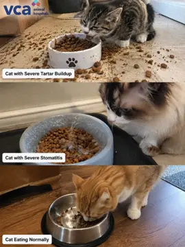Every new cat owner needs to hear this: if your cat suddenly stops while eating, drops food after a couple bites, tilts their head and chews only on one side, or even drools while staring at their food, they’re probably not just being “picky.” Their mouth may be hurting, and they could be trying to avoid painful teeth or gums. Don’t brush it off as “they’re just not hungry today,” “the food is too hard,” or “they’re tired of this food.” If your cat normally eats fine but suddenly starts eating much more slowly, has noticeably bad breath, heavy tartar buildup, or red, swollen, or bleeding gums, don’t wait—get them a full oral and dental exam as soon as you can. Cats can’t tell you where it hurts. When they have dental pain, they often become quieter, eat less, and avoid hard food. Sometimes, the quieter and “better behaved” they seem, the more pain they may actually be hiding in their mouth.#cattips #newcatowner #catcare #vettips #RYLTKISS 